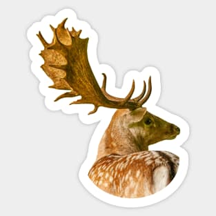 Fallow Buck Sticker